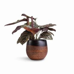 Mya Plant Pot - Shiny Mocha -Plant Supplies Sale Calathea Sanderiana Pin Stripe Calathea 14x50cm Mya Plant Pot Shiny Mocha 18x16cm df64169c bacc 443b b2c5 a0c635bba10d