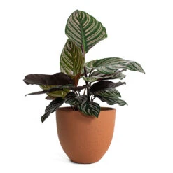 Coral Refined Planter - Canyon Orange -Plant Supplies Sale Calathea Sanderiana Pin Stripe Calathea Coral Refined Planter Canyon Orange