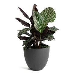 Mini Jesslyn Plant Pot - Black Washed -Plant Supplies Sale Calathea Sanderiana Pin Stripe Calathea Mini Jesslyn Plant Pot Black Washed