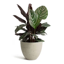 Mini Jesslyn Plant Pot - Grey Washed -Plant Supplies Sale Calathea Sanderiana Pin Stripe Calathea Mini Jesslyn Plant Pot Grey Washed