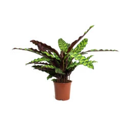 Calathea Lancifolia - Rattlesnake Plant 22 Calathea Lancifolia - Rattlesnake Plant -Plant Supplies Sale Calathea lancifolia Rattlesnake Plant 14cm