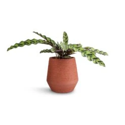 Humus Plant Pot - Terra 6 Humus Plant Pot - Terra -Plant Supplies Sale Calathea lancifolia Rattlesnake Plant 14x40cm Humus Plant Pot Terra 16.5x18.5cm 38847116 b1ef 46db 8b31 0661a9af6c77