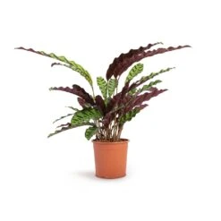 Calathea Lancifolia - Rattlesnake Plant 14 Calathea Lancifolia - Rattlesnake Plant -Plant Supplies Sale Calathea lancifolia Rattlesnake Plant 14x45cm