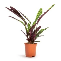 Calathea Lancifolia - Rattlesnake Plant 17 Calathea Lancifolia - Rattlesnake Plant -Plant Supplies Sale Calathea lancifolia Rattlesnake Plant 17x60cm