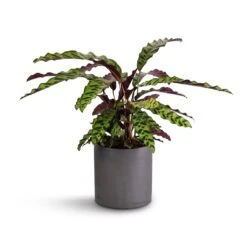 Calathea Lancifolia - Rattlesnake Plant 16 Calathea Lancifolia - Rattlesnake Plant -Plant Supplies Sale Calathea lancifolia Rattlesnake Plant 17x60cm Puk Plant Pot Black Washed 20x20cm