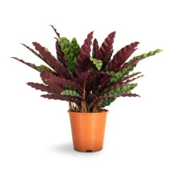 Calathea Lancifolia - Rattlesnake Plant 19 Calathea Lancifolia - Rattlesnake Plant -Plant Supplies Sale Calathea lancifolia Rattlesnake Plant 19x60cm