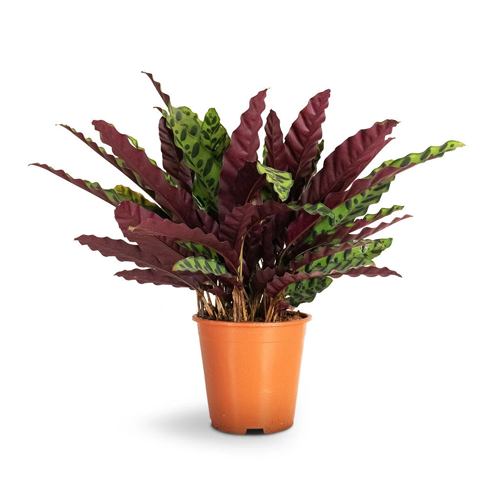Calathea Lancifolia - Rattlesnake Plant 8 Calathea Lancifolia - Rattlesnake Plant - Image 8