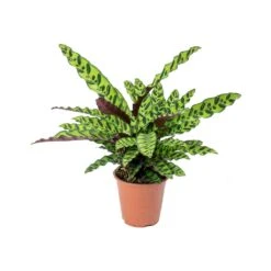 Calathea Lancifolia - Rattlesnake Plant 21 Calathea Lancifolia - Rattlesnake Plant -Plant Supplies Sale Calathea lancifolia Rattlesnake Plant 75cm