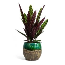 Calathea Lancifolia - Rattlesnake Plant 15 Calathea Lancifolia - Rattlesnake Plant -Plant Supplies Sale Calathea lancifolia Rattlesnake Plant Lindy Plant Pot Black Green fc17ebf1 9d2d 42c4 bae4 67e0a375300e