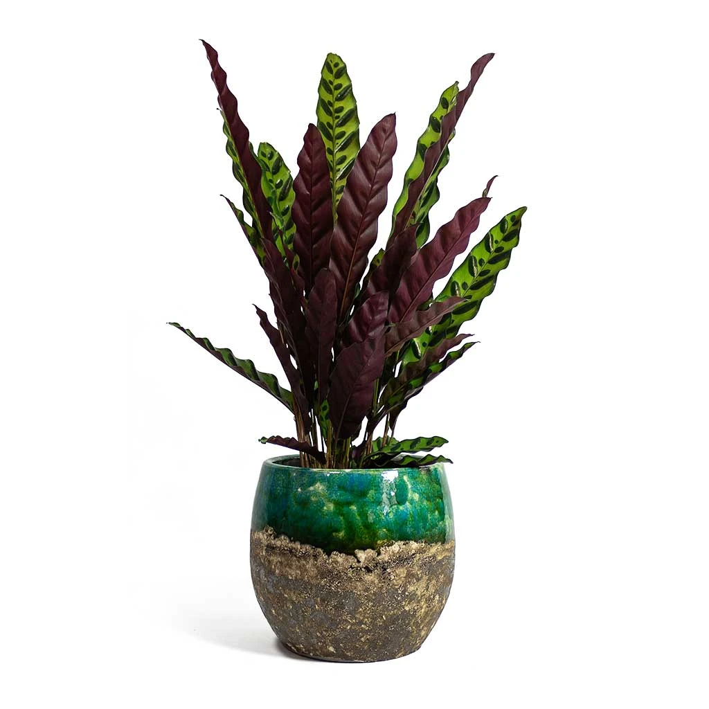 Calathea Lancifolia - Rattlesnake Plant 4 Calathea Lancifolia - Rattlesnake Plant - Image 4