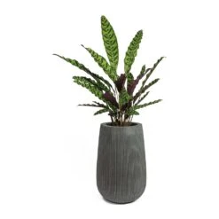 Patt High Plant Vase - Ridged Dark Grey -Plant Supplies Sale Calathea lancifolia Rattlesnake Plant Patt High Plant Vase Ridged Dark Grey