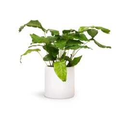 Calathea Musaica Network -Plant Supplies Sale Calathea musaica Network 12x30cm Puk Planter Matt White 15x15cm
