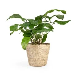 Calathea Musaica Network -Plant Supplies Sale Calathea musaica Network 12x30cm Selin Plant Basket Jute 18x16cm 2