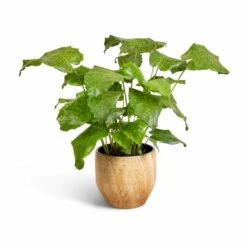 Calathea Musaica Network -Plant Supplies Sale Calathea musaica Network 17x50cm Emmy Plant Pot Camel 22x20cm