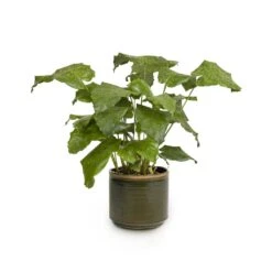 Calathea Musaica Network -Plant Supplies Sale Calathea musaica Network 17x50cm Jordy Plant Pot Forest Green 20x18cm copy