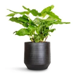 Norell Plant Pot - Black -Plant Supplies Sale Calathea musaica Network 17x50cm Norell Plant Pot Black 21x20cm 4f277232 92fb 4ac5 8b16 d66a616ae96e