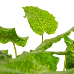 Calathea Musaica Network -Plant Supplies Sale Calathea musaica Network DETAIL