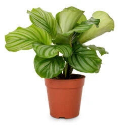Calathea Orbifolia -Plant Supplies Sale Calathea orbifolia 12x35cm