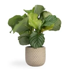 Calathea Orbifolia -Plant Supplies Sale Calathea orbifolia 12x35cm Bolino Plant Pot Mint 24x21cm