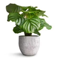 Calathea Orbifolia -Plant Supplies Sale Calathea orbifolia 12x35cm Cas Plant Pot Cool Grey 15x13cm