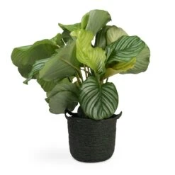 Calathea Orbifolia -Plant Supplies Sale Calathea orbifolia 12x35cm Nelis Plant Basket Green 23x20cm