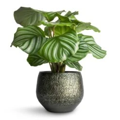 Noor Plant Pot - Velvet Green -Plant Supplies Sale Calathea orbifolia 12x35cm Noor Plant Pot Velvet Green 16x13cm 5c898efa 455e 4eef 8340 df9263518349