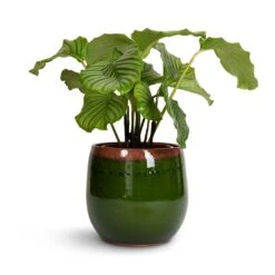 Charlotte Plant Pot - Green 35 Charlotte Plant Pot - Green -Plant Supplies Sale Calathea orbifolia 21x60cm Charlotte Plant Pot Green 29x25cm 77f86588 bd70 4021 b4b9 bbcd5a1bc0e3