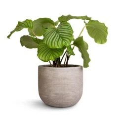 Cody Plant Pot - Ridged Cement -Plant Supplies Sale Calathea orbifolia 21x60cm Cody Plant Pot Ridged Cement 28x25cm