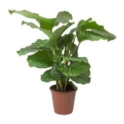 Calathea Orbifolia -Plant Supplies Sale Calathea orbifolia