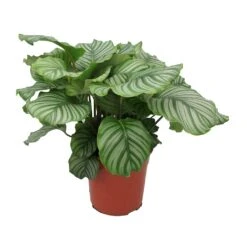 Calathea Orbifolia -Plant Supplies Sale Calathea orbifolia Large