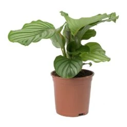 Calathea Orbifolia -Plant Supplies Sale Calathea orbifolia Medium