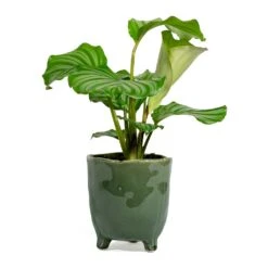 Calathea Orbifolia -Plant Supplies Sale Calathea orbifolia kaat green plant pot