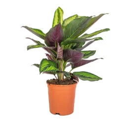 Calathea Ornata Beauty Star -Plant Supplies Sale Calathea ornata Beauty Star 14x50cm