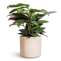 Lazzaro Plant Pot - Taupe Garland -Plant Supplies Sale Calathea ornata Beauty Star 14x50cm Lazzaro Plant Pot Taupe Garland 18x16cm