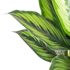 Calathea Ornata Beauty Star -Plant Supplies Sale Calathea ornata Beauty Star SWATCH