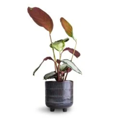 Calathea Picturata Argentea -Plant Supplies Sale Calathea picturata Argentea 12 x 40cm Denise Plant Pot Blue Bronze 17 x 17cm 8f681b6c be51 45f4 a37e 41da844f85fe