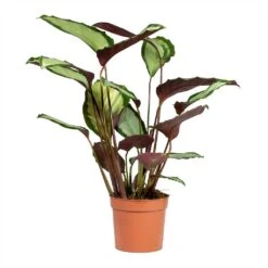 Calathea Picturata Argentea -Plant Supplies Sale Calathea picturata Argentea 12x40cm 2