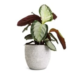Calathea Picturata Argentea -Plant Supplies Sale Calathea picturata Argentea 12x40cm Cas Plant Pot Cool Grey 17x15cm