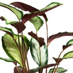 Calathea Picturata Argentea -Plant Supplies Sale Calathea picturata Argentea 12x40cm Foliage