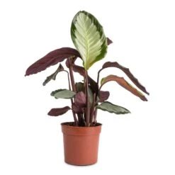 Calathea Picturata Argentea -Plant Supplies Sale Calathea picturata Argentea 12x40cm f9e1c73f 0528 4ecb 89e5 a410c7c34b6e
