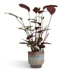 Aico Plant Pot - Shiny Blue -Plant Supplies Sale Calathea picturata Argentea 17x75cm Aico Plant Pot Shiny Blue 22x20cm