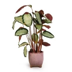 Calathea Picturata Argentea -Plant Supplies Sale Calathea picturata Argentea 17x75cm Kaat Plant Pot Old Pink 20x20cm 3ba3b349 b4d8 487f b68d 3d5c842fca7a