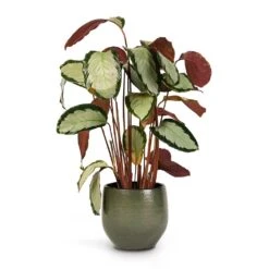 Zembla Plant Pot - Green -Plant Supplies Sale Calathea picturata Argentea 17x75cm Zembla Plant Pot Green 22x20cm