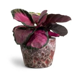 Lava Couple Straight Relic Planter - Pink -Plant Supplies Sale Calathea picturata Crimson 14x50cm Lava Couple Straight Relic Planter Pink 19x13cm 16f68b67 9332 4d35 8c36 4b777842b846