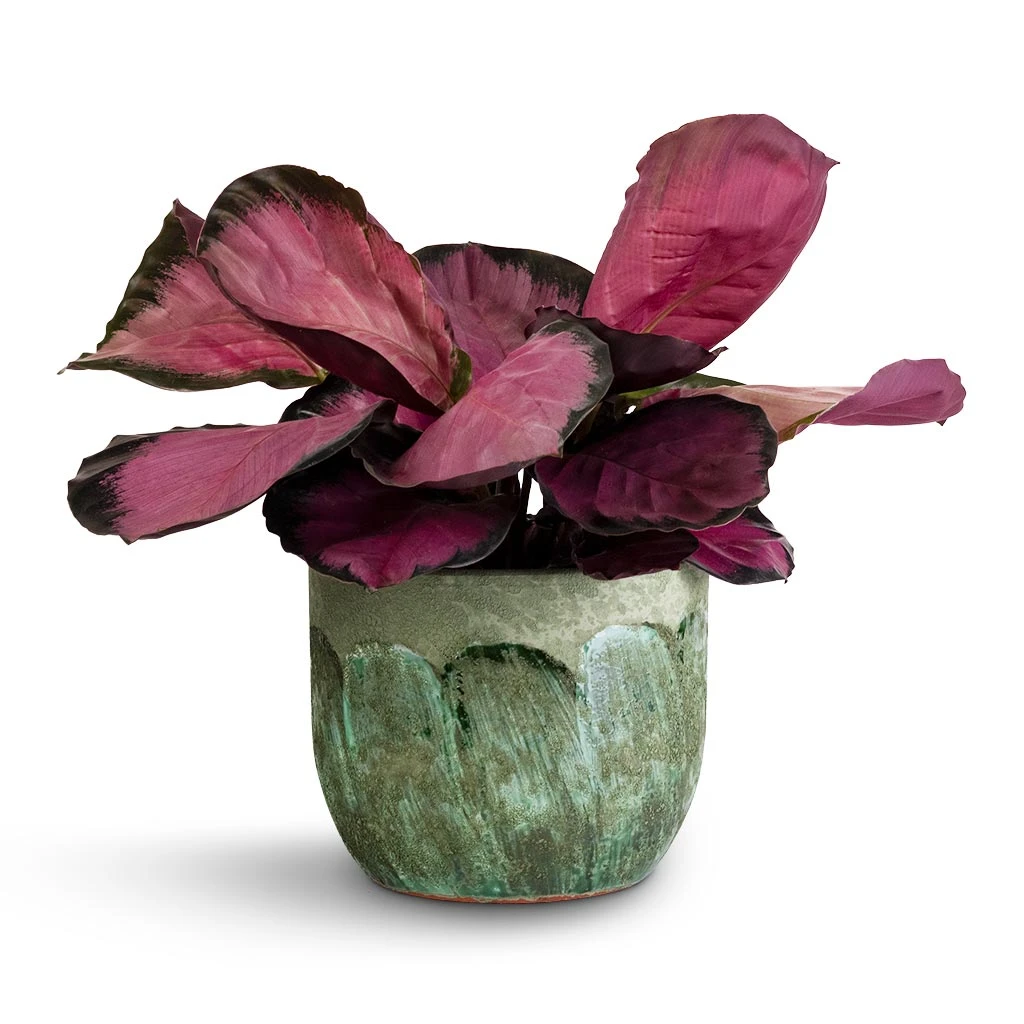 Moon Plant Pot - Jungle 6 Moon Plant Pot - Jungle - Image 6
