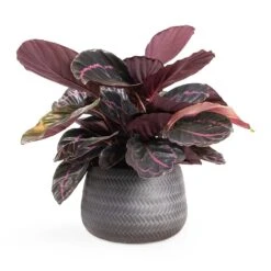 Calathea Roseopicta Dottie - Rose Painted Calathea -Plant Supplies Sale Calathea roseopicta Dottie Rose Painted Calathea 14x45cm Angle Darcy Plant Pot Anthracite 24x16cm e8f7101b 4cf9 4d8c b37d d85b29104dbc