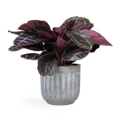 Calathea Roseopicta Dottie - Rose Painted Calathea -Plant Supplies Sale Calathea roseopicta Dottie Rose Painted Calathea 14x45cm Duncan Plant Pot Blue Gold 19x18cm 4a6b5430 f5ab 4875 b948 5cda29b15574