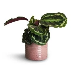 Hera Plant Pot - Purple -Plant Supplies Sale Calathea roseopicta Dottie Rose Painted Calathea 14x45cm Hera Plant Pot Purple 17x16cm 1 ccf5ae6f ec26 4ffe b7f0 3a98c047c2eb