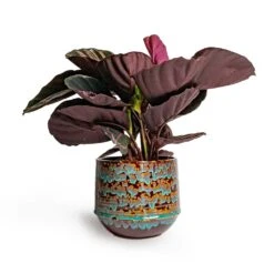 Calathea Roseopicta Dottie - Rose Painted Calathea -Plant Supplies Sale Calathea roseopicta Dottie Rose Painted Calathea 14x45cm Noud Plant Pot Marrakesh 20x17cm ab3f2272 b4a9 426a aa0d 299504f8331f