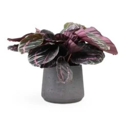 Calathea Roseopicta Dottie - Rose Painted Calathea -Plant Supplies Sale Calathea roseopicta Dottie Rose Painted Calathea 14x45cm Patt Plant Pot Black Washed 20x17cm